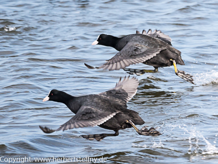 Blsshuhn laufend ber Wasser