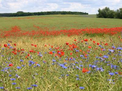 Blumenpracht im Juni - Kornblumen und Mohnblten